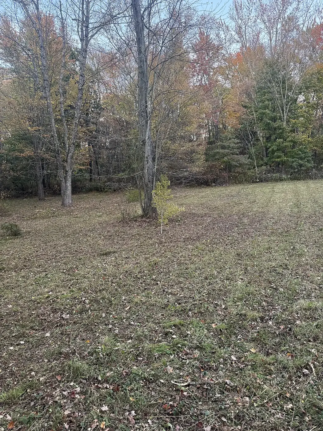 After: the same area cleared down to open ground with the trees left standing