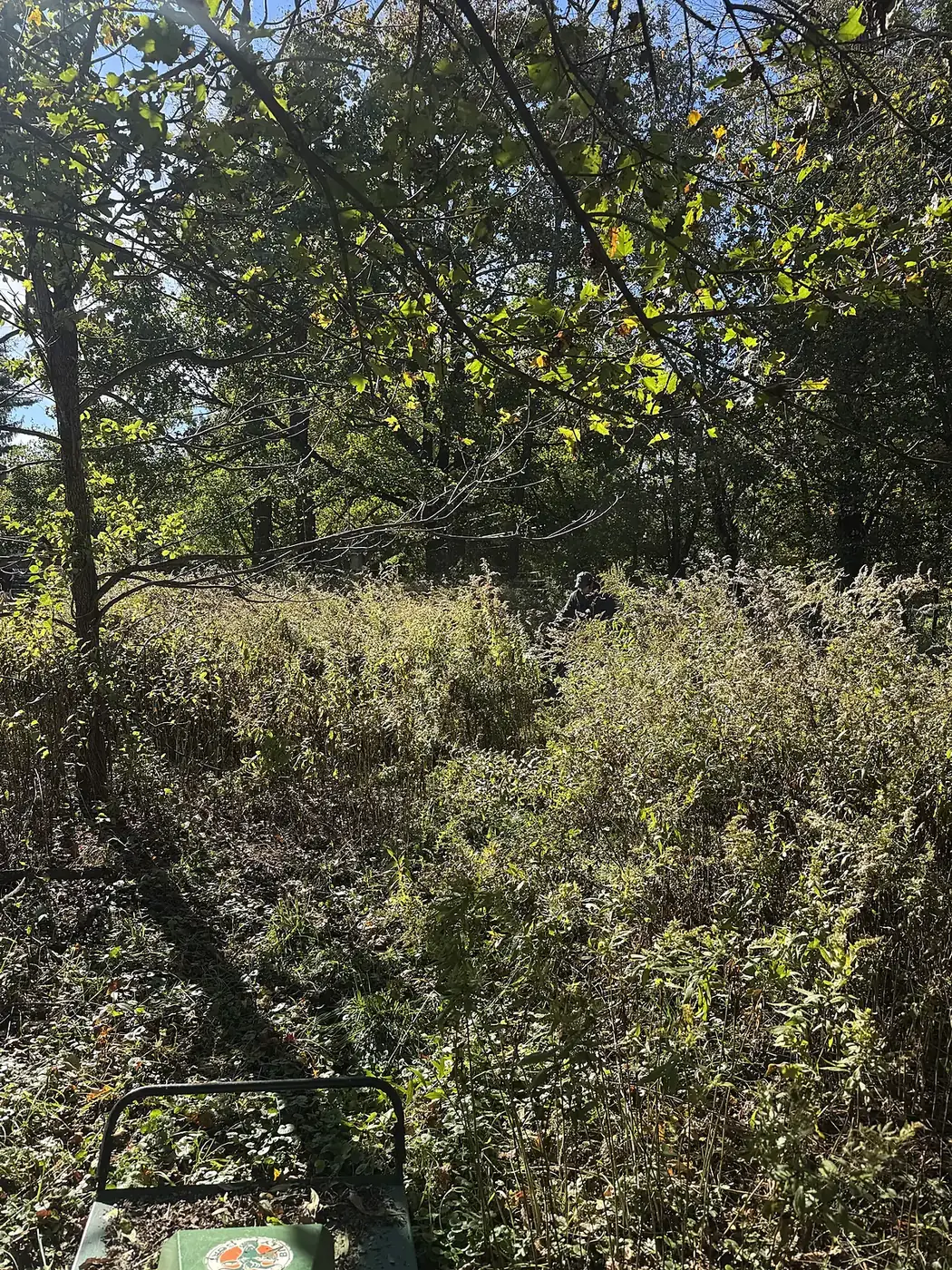 Dense thicket of brush under the trees before clearing