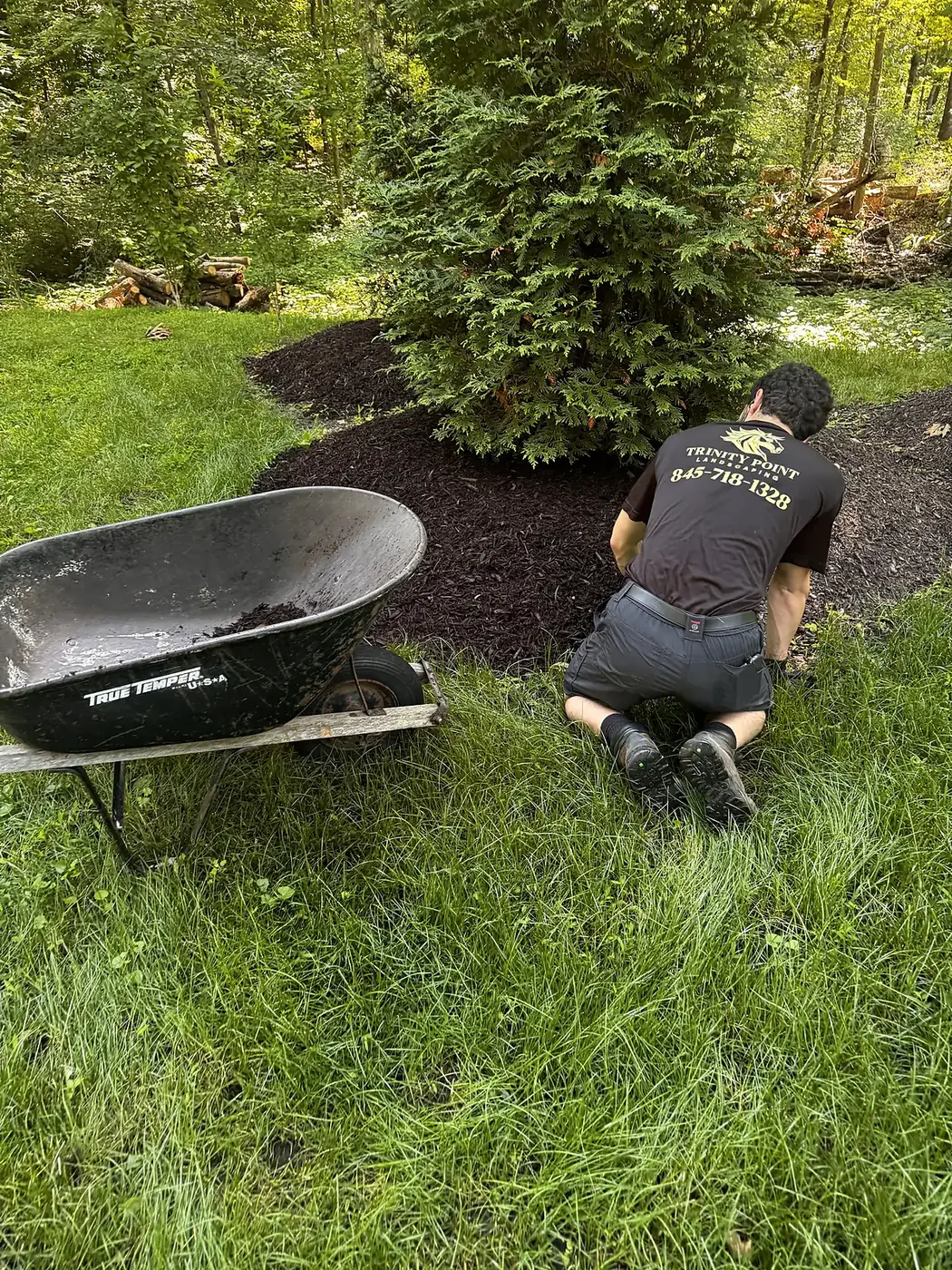 Crew member spreading fresh dark mulch around an evergreen