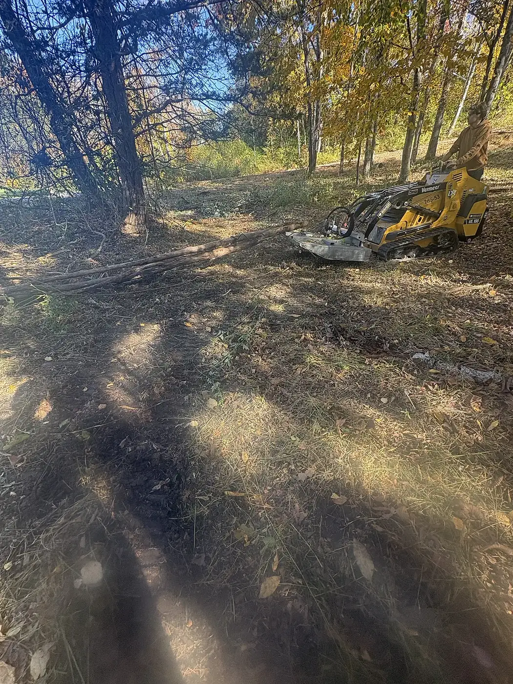 Tracked machine with a brush cutter clearing under pines